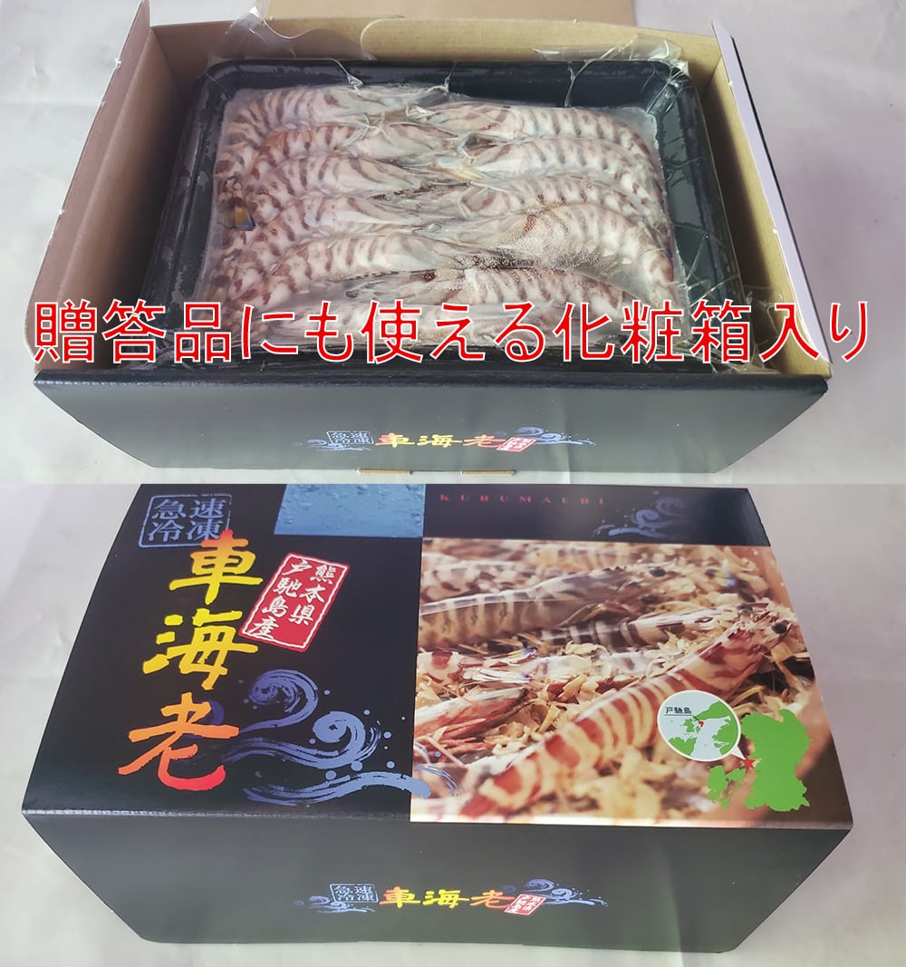 一級品厳選】活き〆瞬間冷凍車えび 250g (9～12尾)熊本県産 水揚げ即