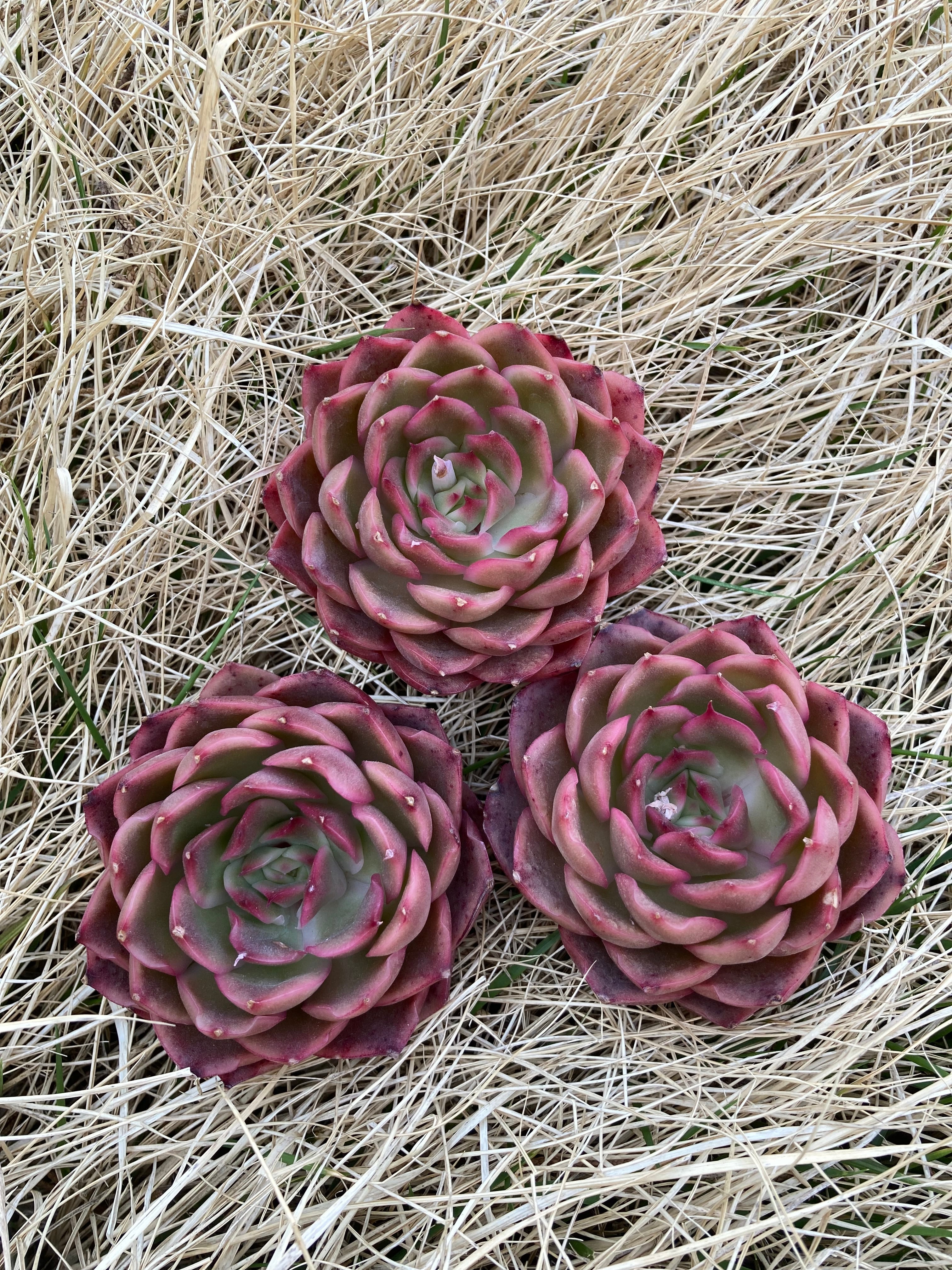 専用出品‼️アエオニウム　シャネル七彩2株　悪魔の目　カット1苗　抜き苗1株 多肉植物 シャネル アエオニウム 美苗 #1 | PAY ID