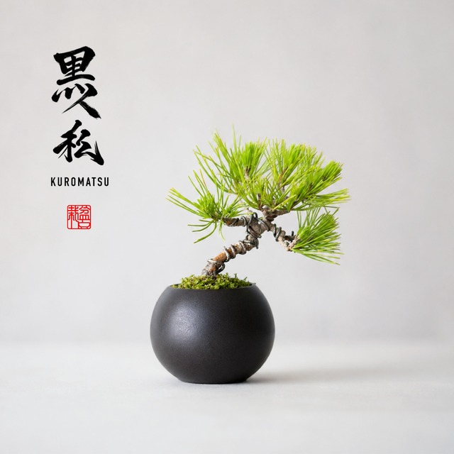 黒松（クロマツ）Sサイズ