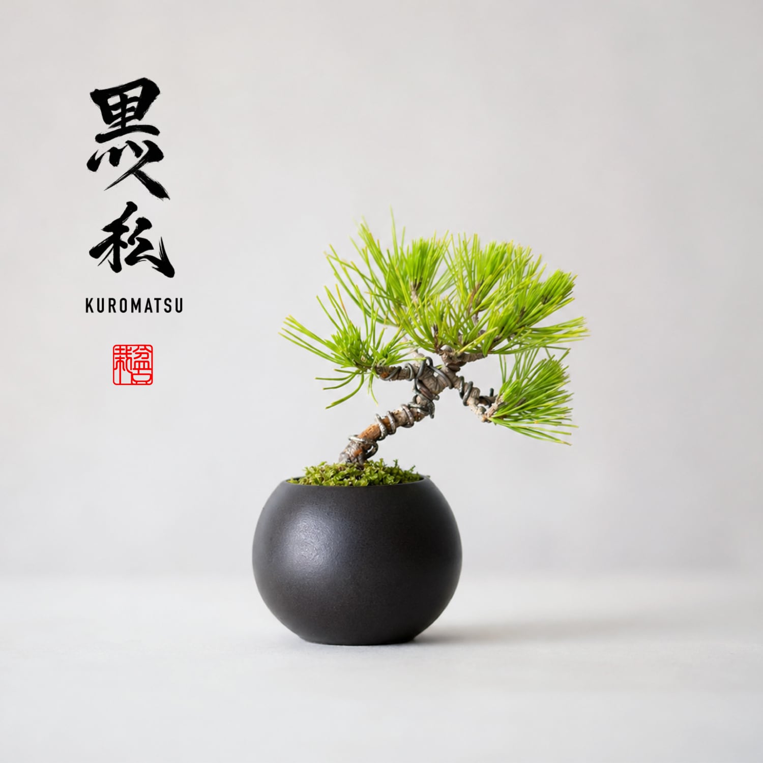 黒松(クロマツ)Sサイズ