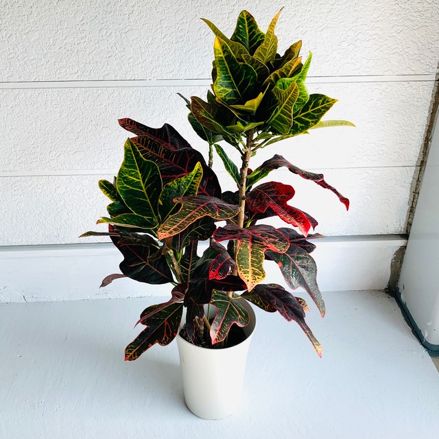 クロトンエクセレント 約 80cm Tok Farm クロトンエクセレント 約 80cm Tok Farm