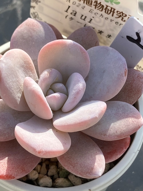 【現物商品】laui 実生苗 ②