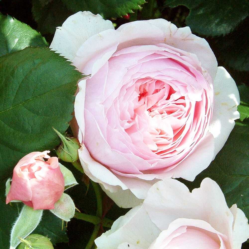 CONSTANSE SPRY ローズの花びらで染めたオリジナルエプロンとマルチ
