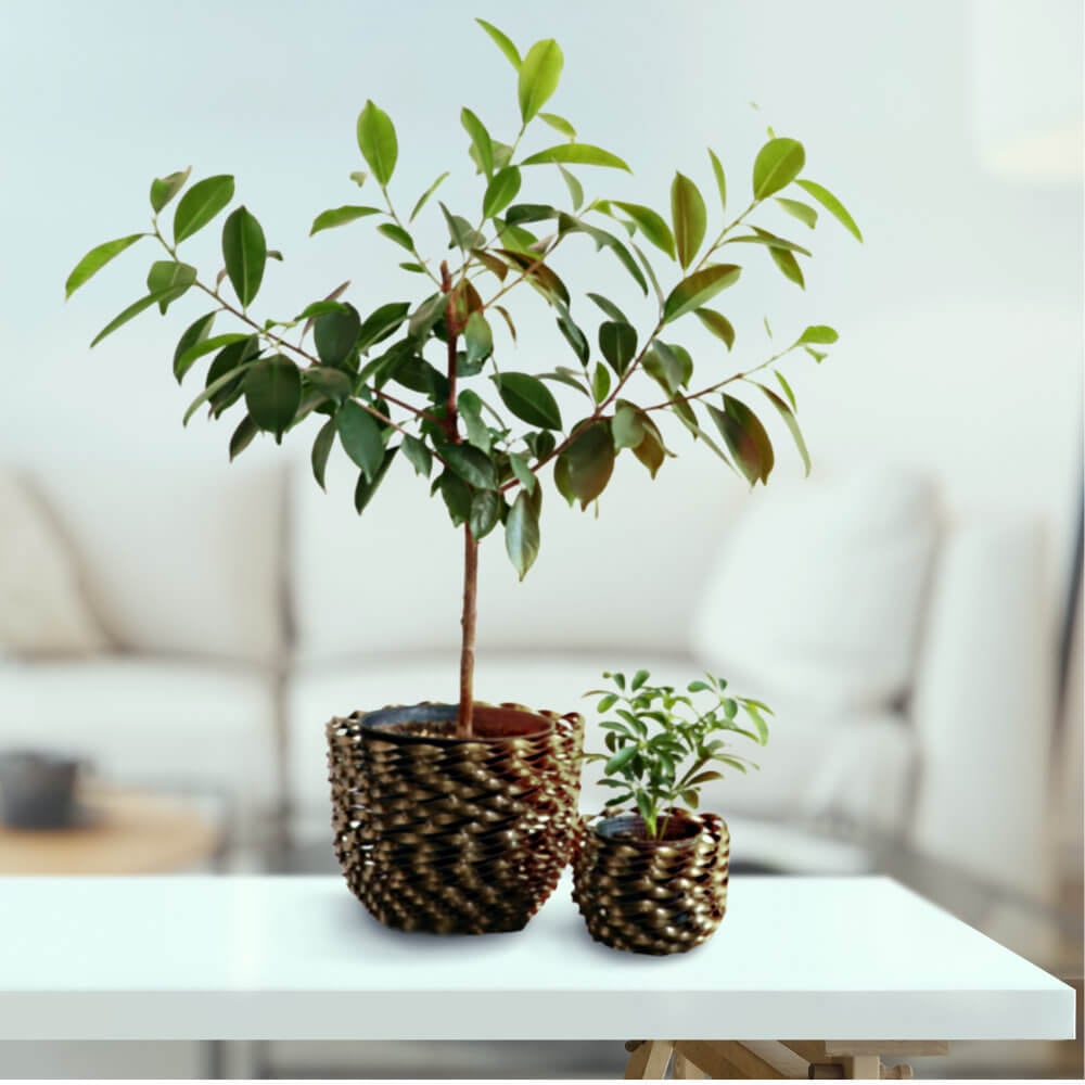 モダンアイアンプランター Sサイズ(ゴールド)|3号鉢対応