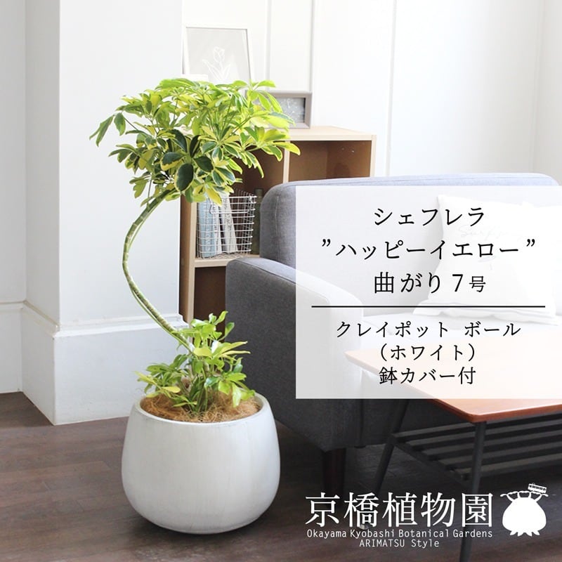 grey dirt cement pot 植え フィカス ベンガレンシス 8号 grey dirt cement pot 植え フィカス ベンガレンシス 8号