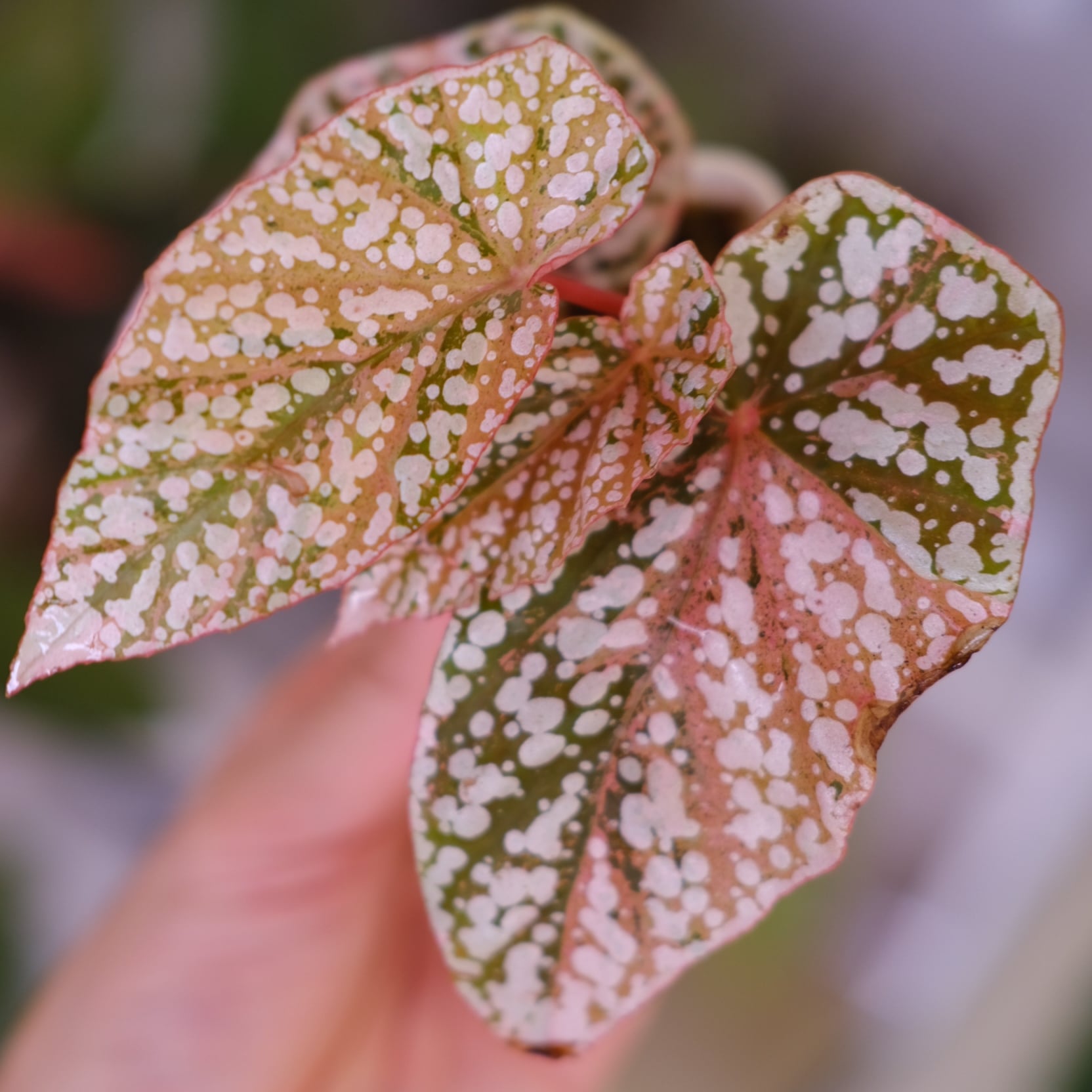 Begonia Snow Capped Variegata②｜ベゴニア スノーキャップド 斑入り