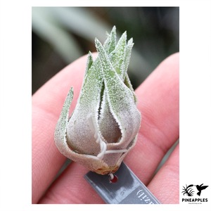 Tillandsia sprengeliana (Coastal Form)