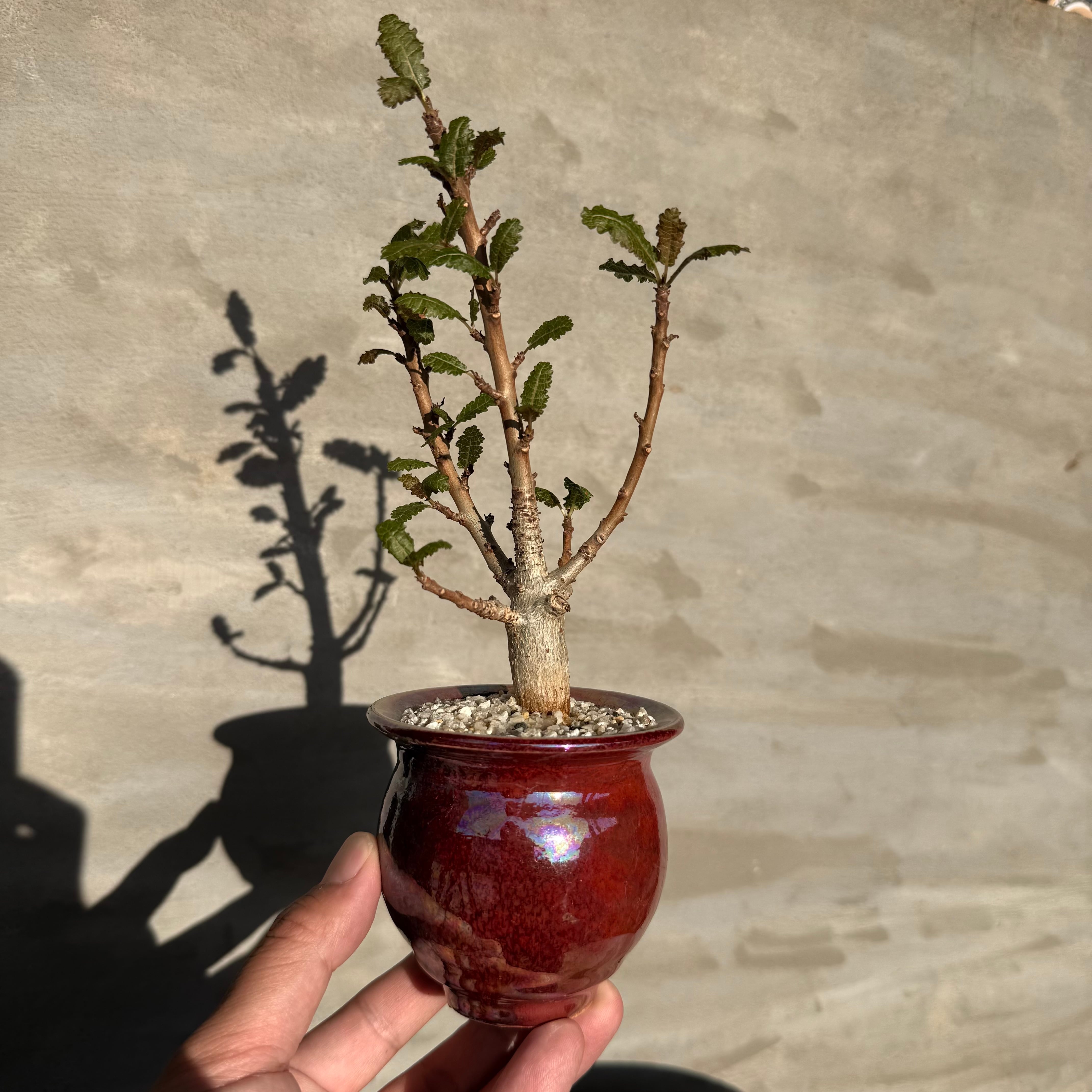 植物×作家鉢 【植え込み済み】 | A-PLANTS