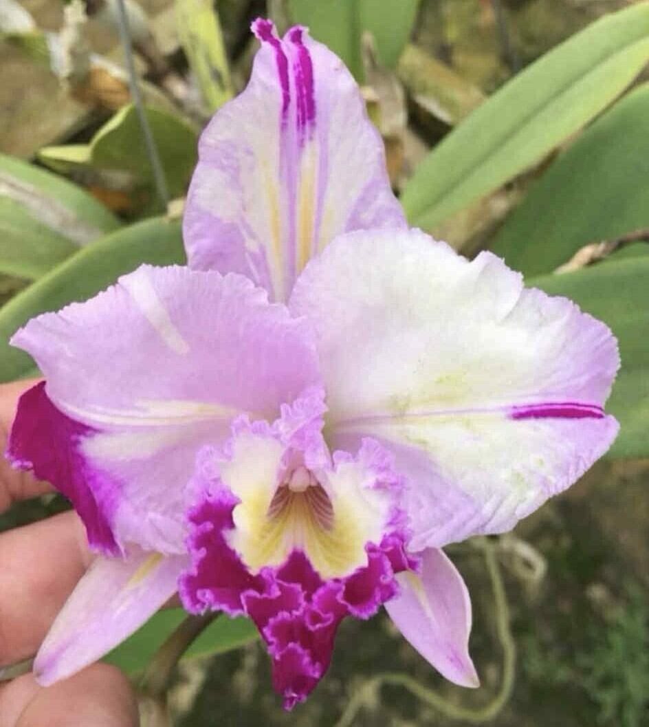 C. aclandiae f. albescens 'Cocobongo' | mytorchid