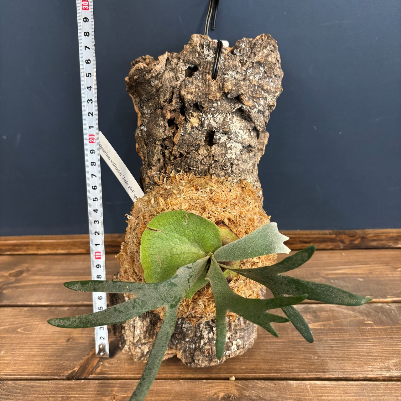 ビカクシダ　ジェイドガール　P. willinckii 'Jade Girl' spore　コルク仕立て【1080】