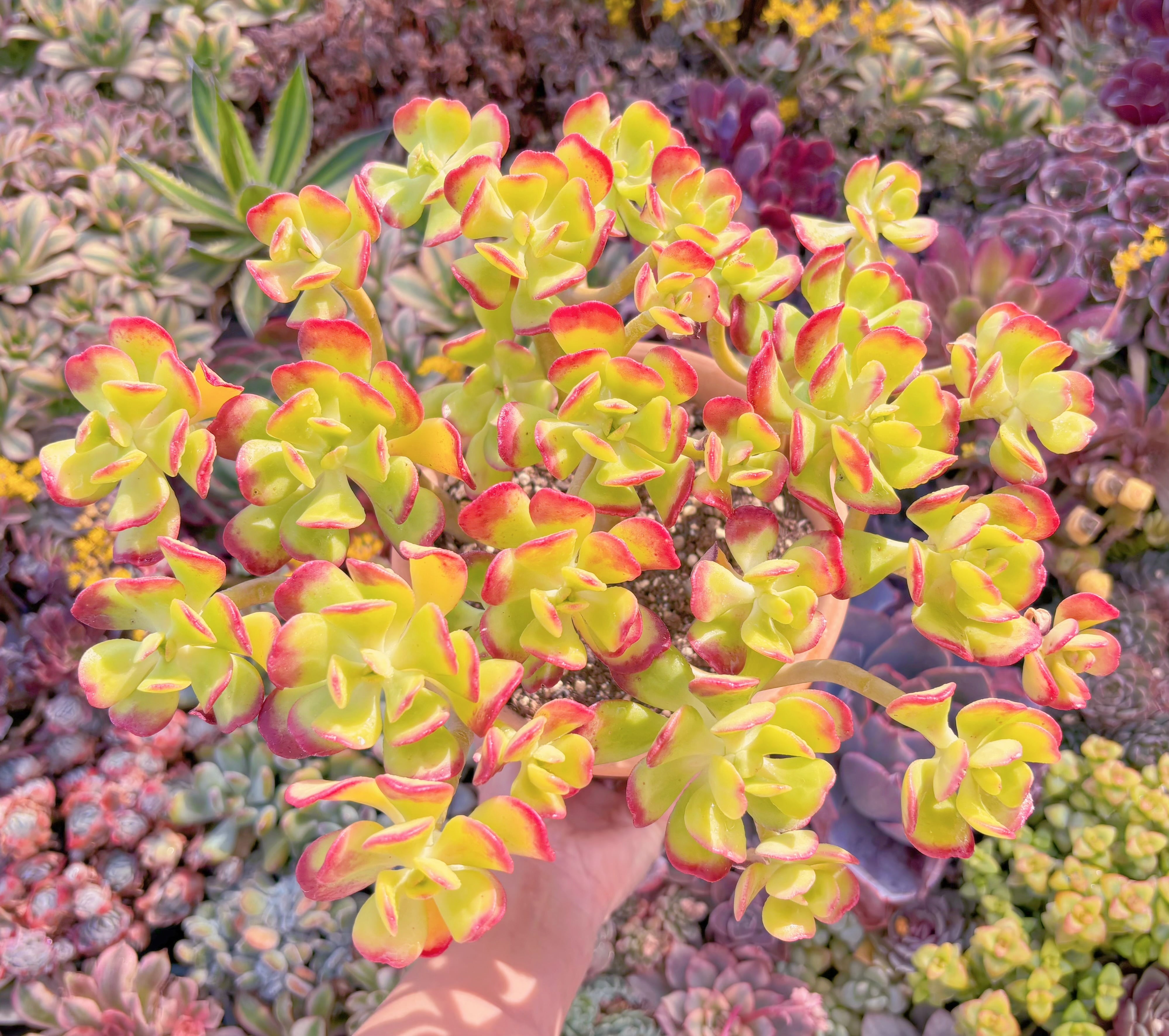 現品　宝珠#541　特特特大群生　新入荷　るる農園