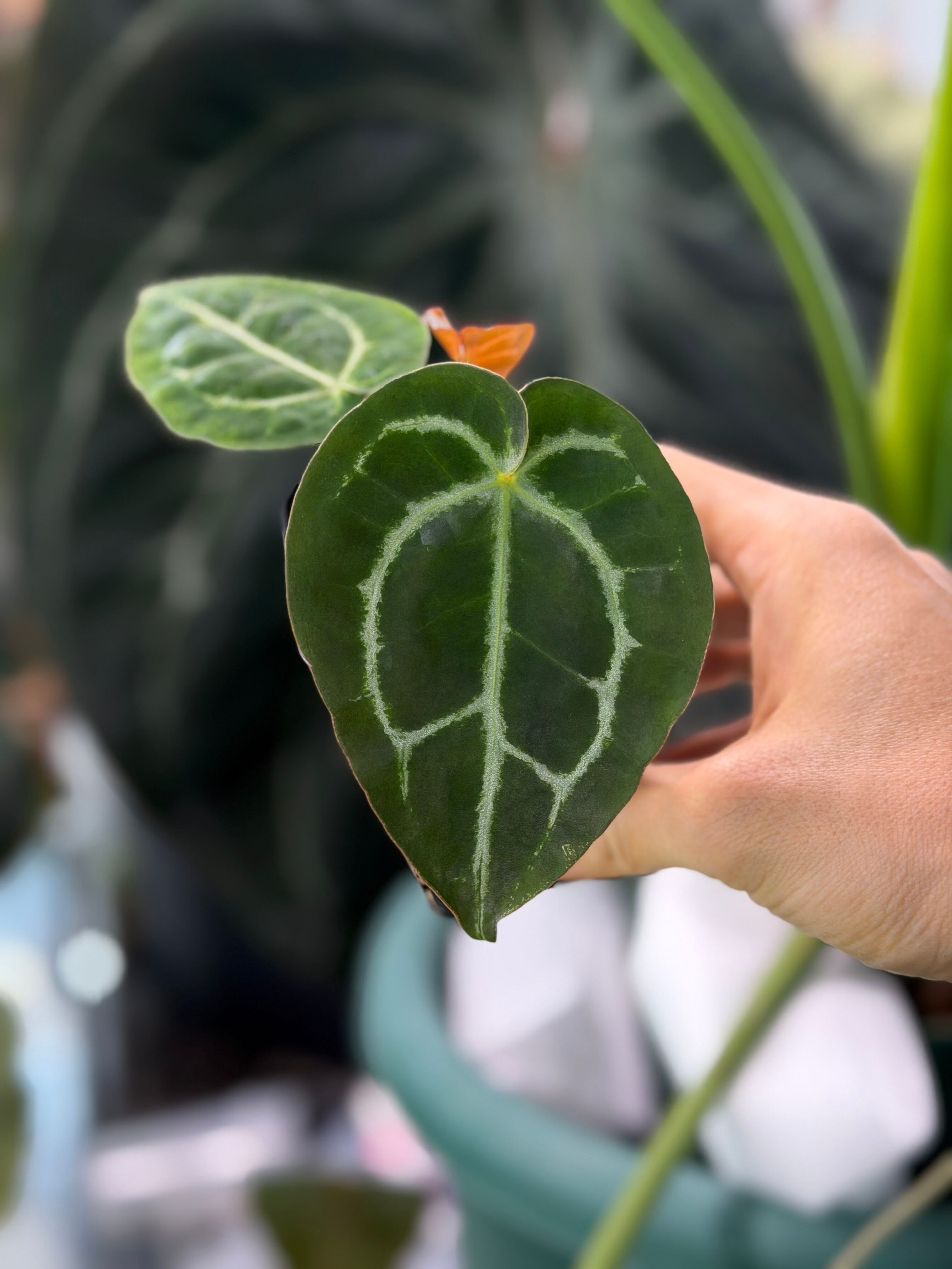 division】Anthurium 'Jewel Scorpion' | anthuroom