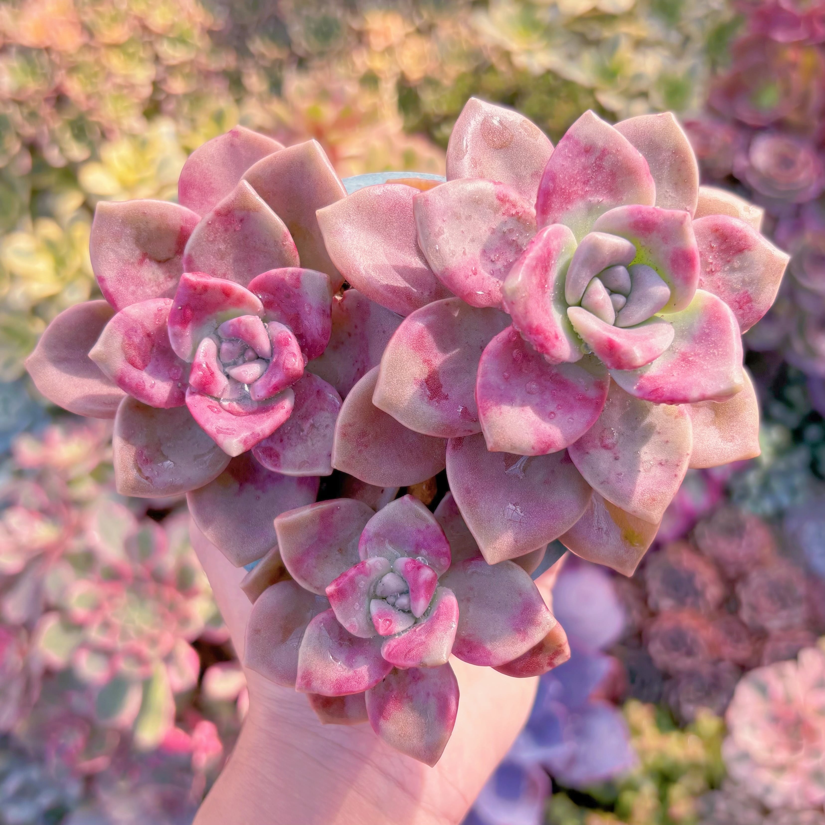 多肉植物　フォアグラ(3頭)　新入荷　在庫僅少　るる農園