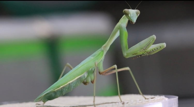 カマキリ ベネズエラ産アントマンテイス成虫メス３匹 アントマンティス（アリ·カマキリ）孵化 | むしはなブログ（生き物