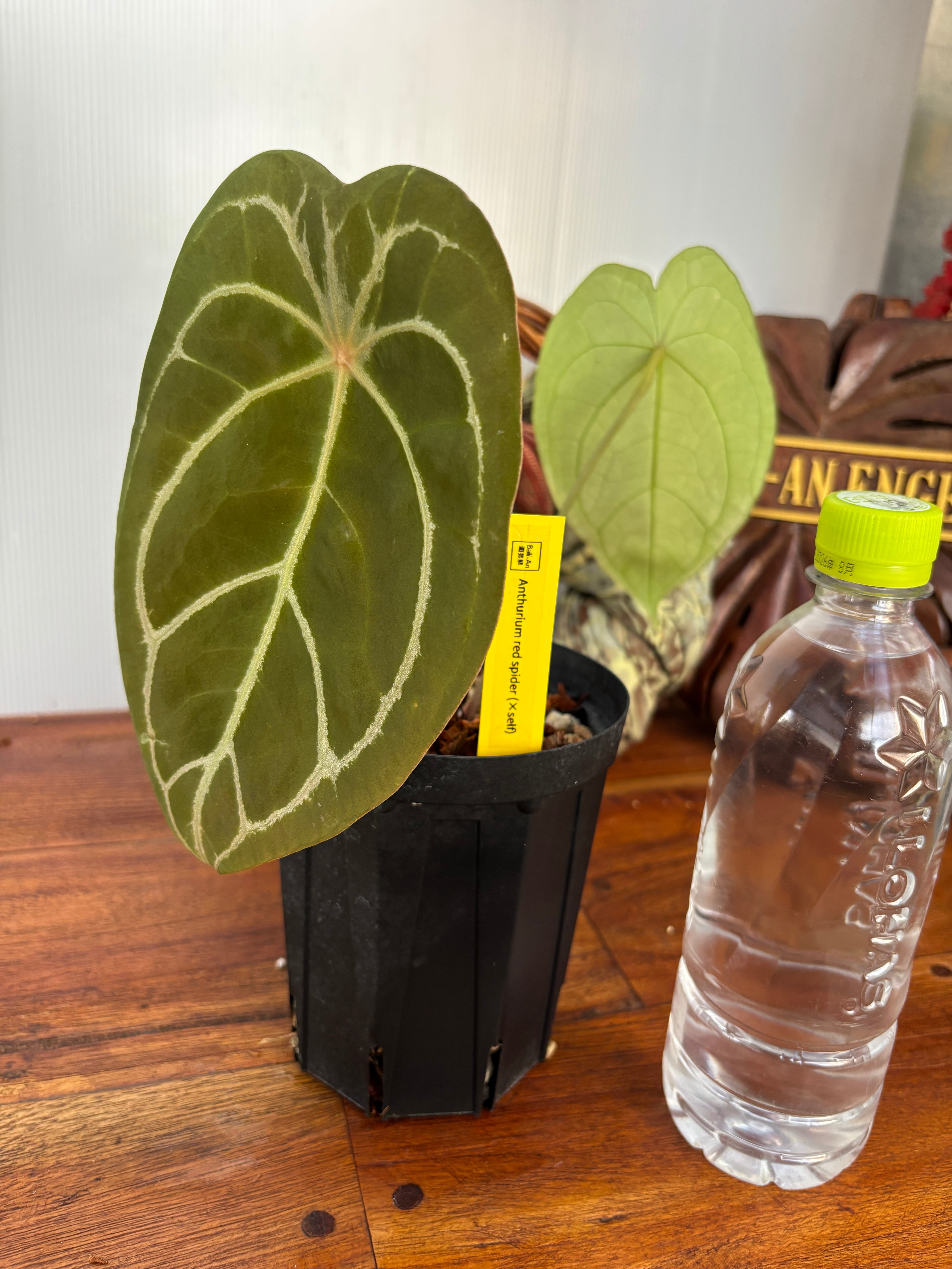 【ラスト1点】アンスリウム　AOS (skg)カットクローン ラスト1点】アンスリウム AOS (skg)カットクローン アンスリウム AOS