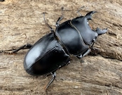 【WD】《パプアヒラタクワガタ 32.5mm ペア》