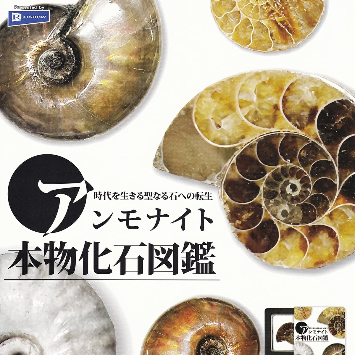 アンモナイト本物化石図鑑 【全1種＋DPディスプレイ台紙おまけ付き
