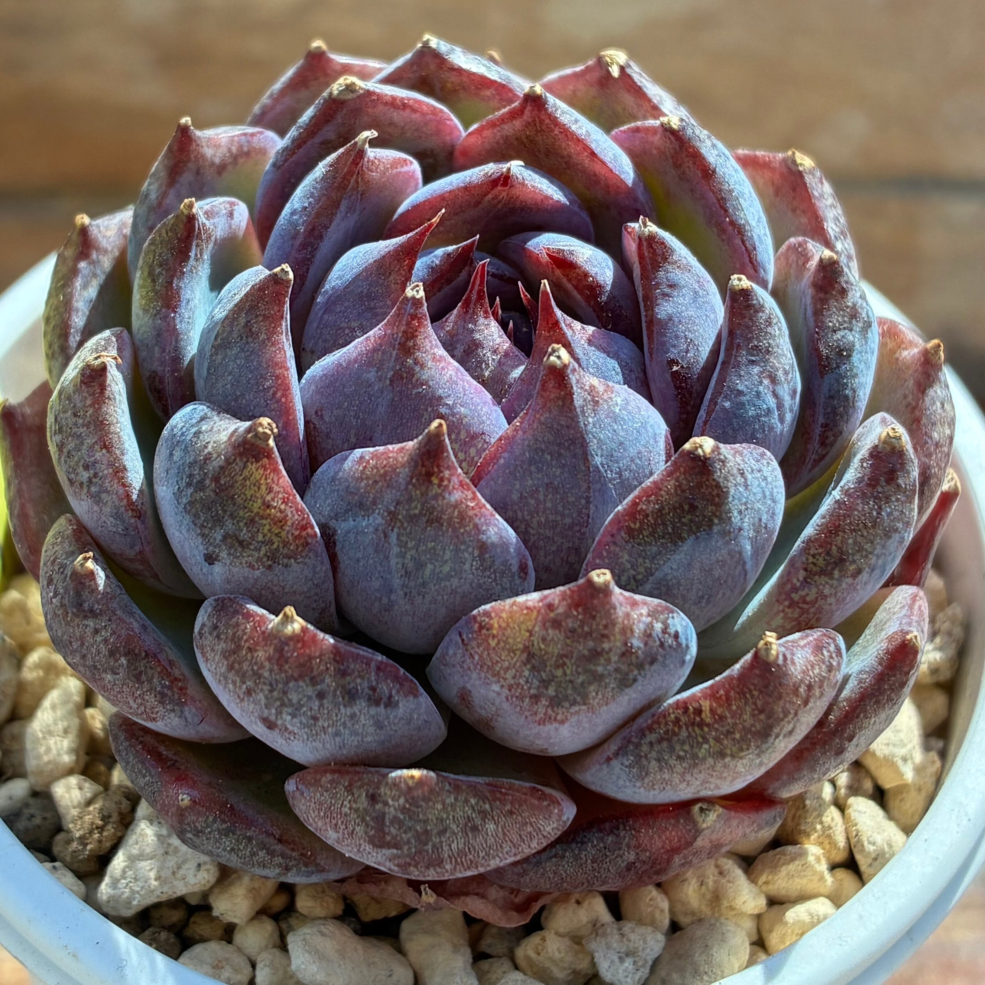 ハオルチア ピグマエアミュータント実生 特異株 | mocono_plants