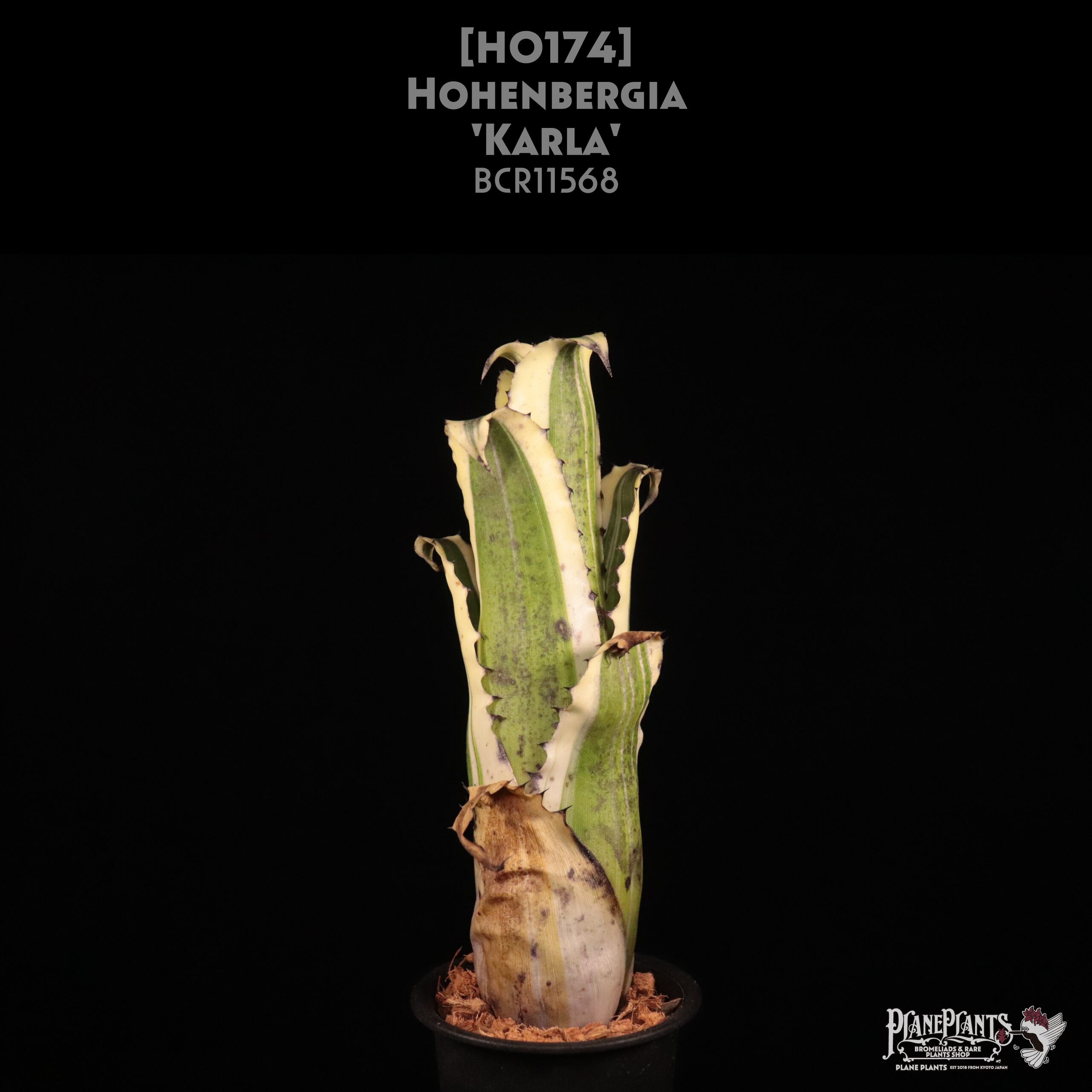 【送料無料】Hohenbergia 'Karla'〔ホヘンベルギア〕現品発送H0174