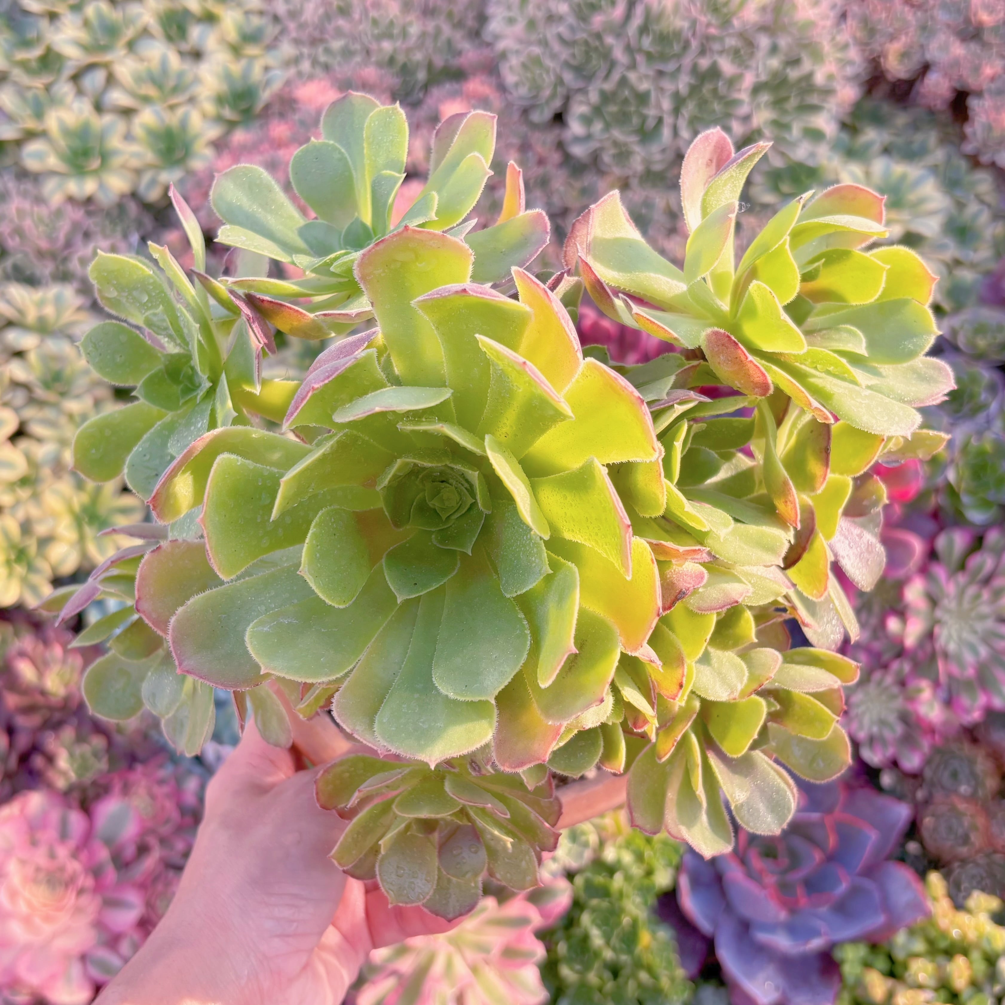 現品　ハロウィン#M198　特大群生　るる農園