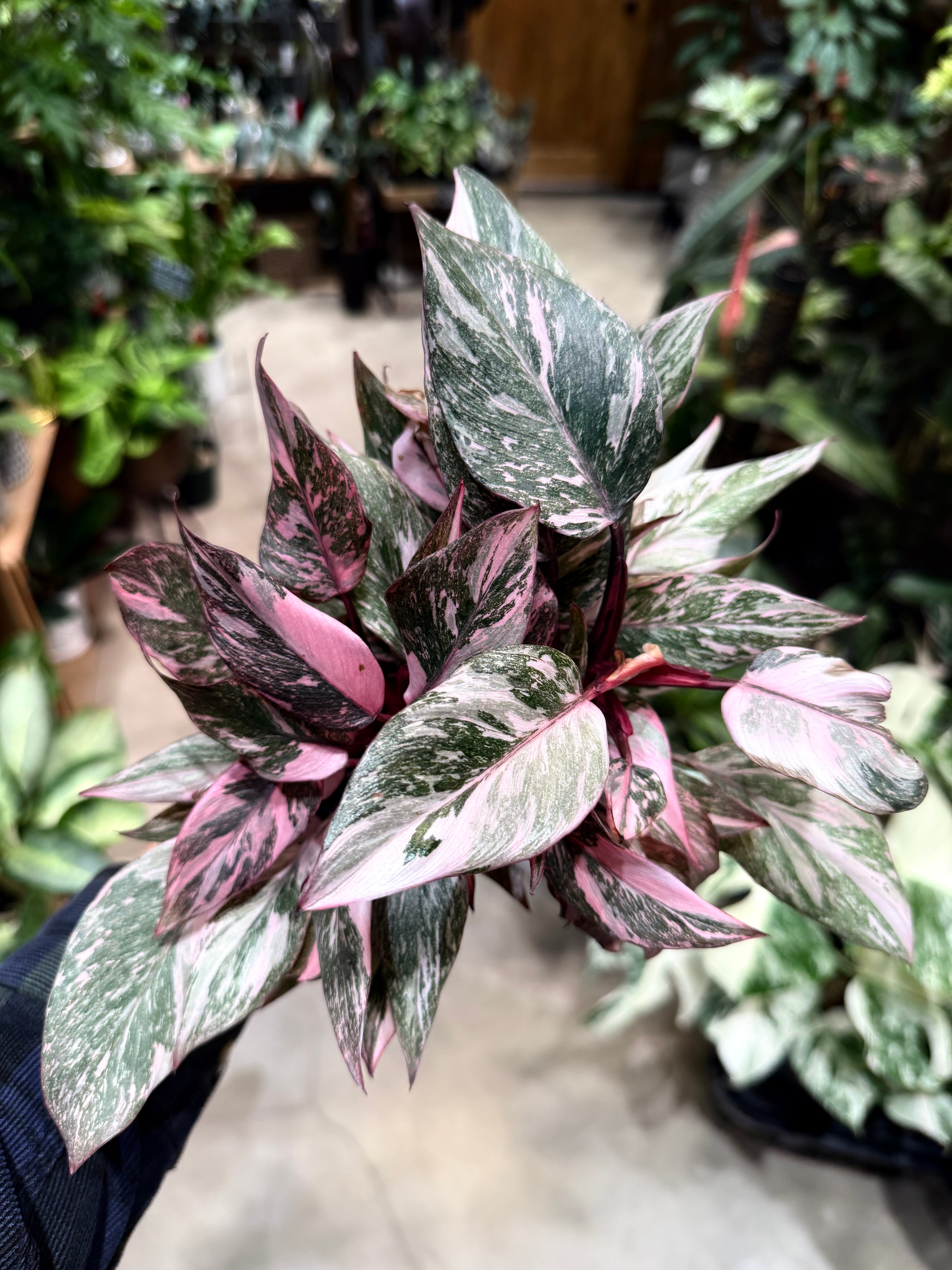 B フィロデンドロン キャラメルマーブル ファイヤータイガー