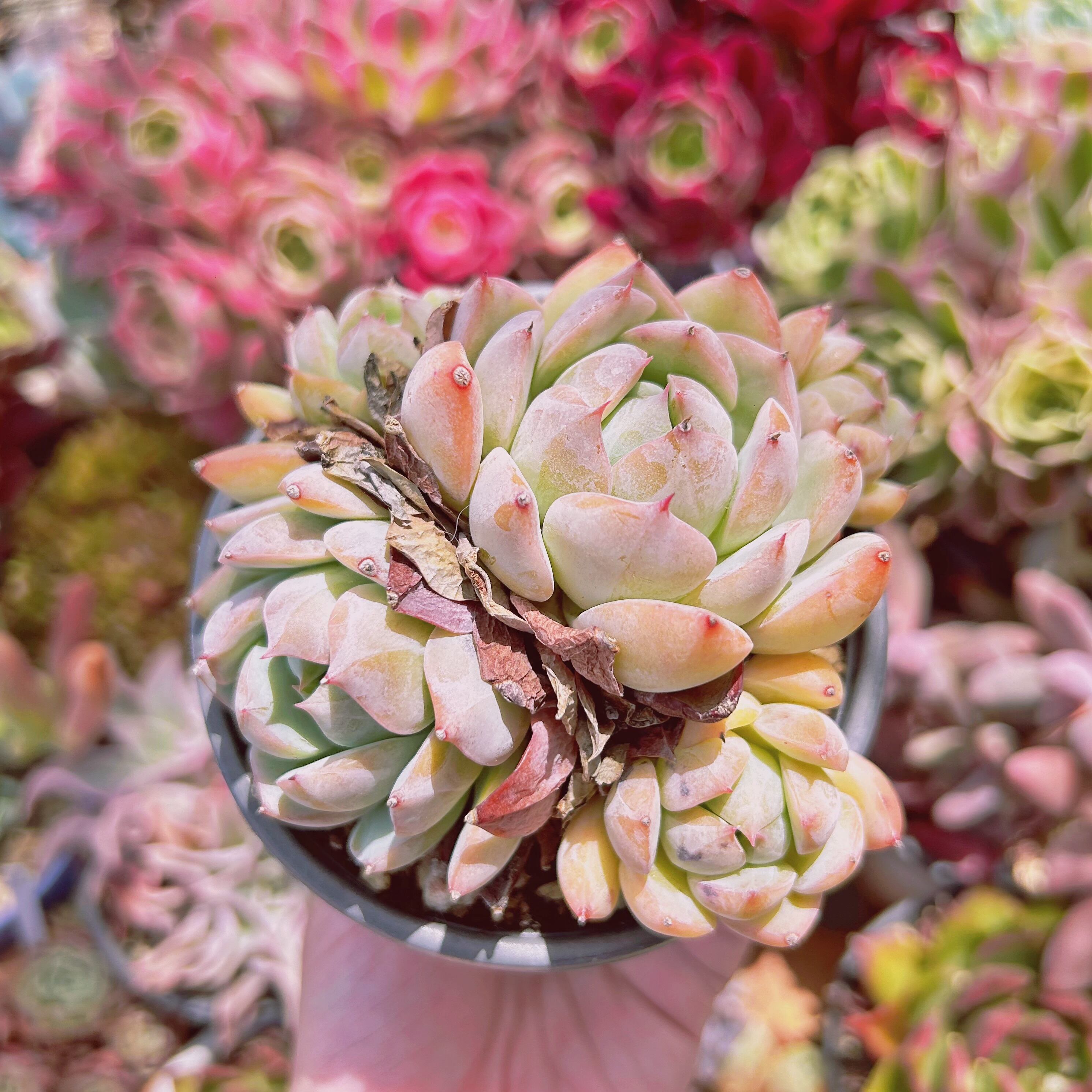 1153現物 多肉植物 ピンクプリズム 特大 | るる農園~多肉植物専門