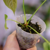 アンスリウム・ベイチー / Anthurium Veitchii / 観葉植物⑮