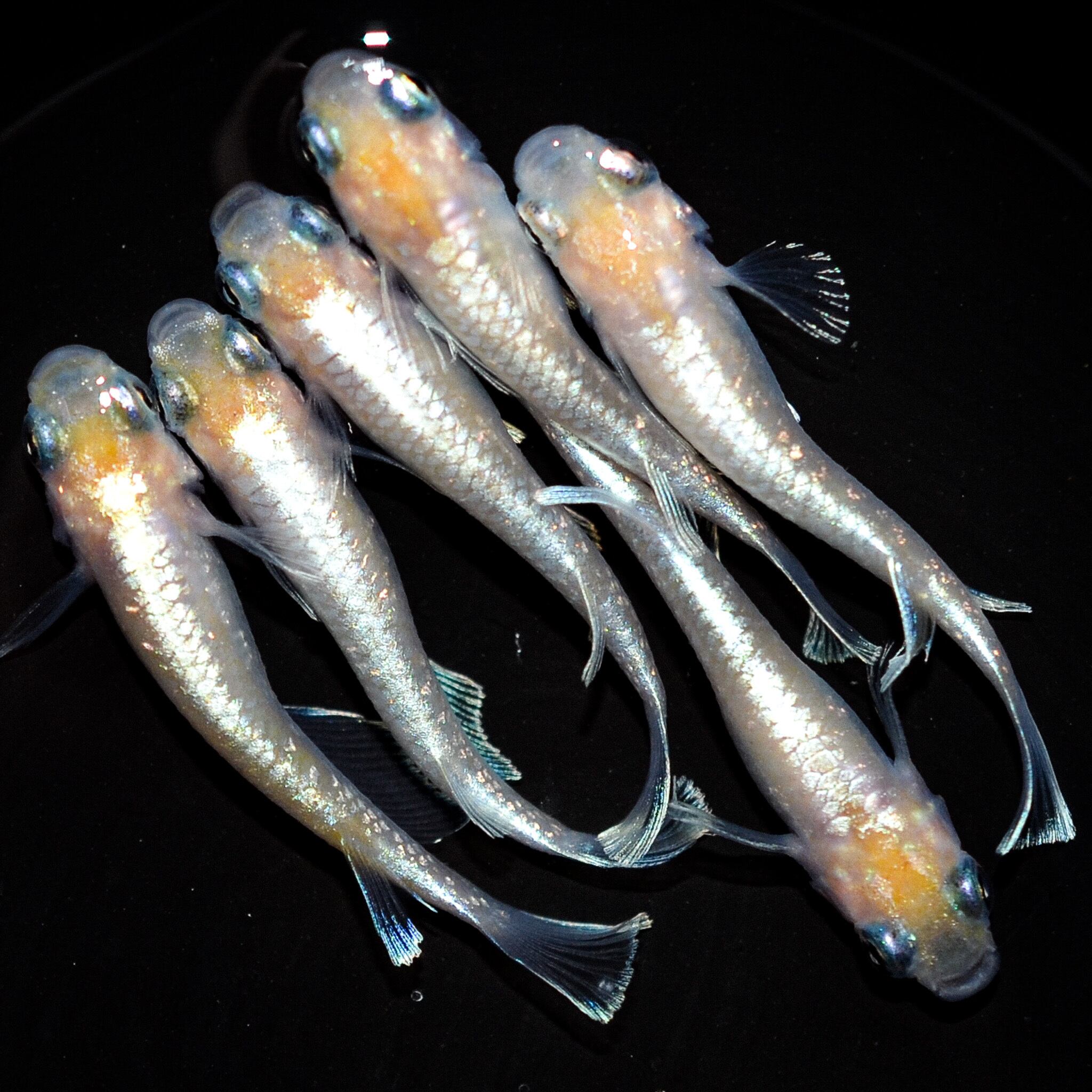 ◇丸玄◇ スペード 上物種親候補 若魚 雌2匹 雄1