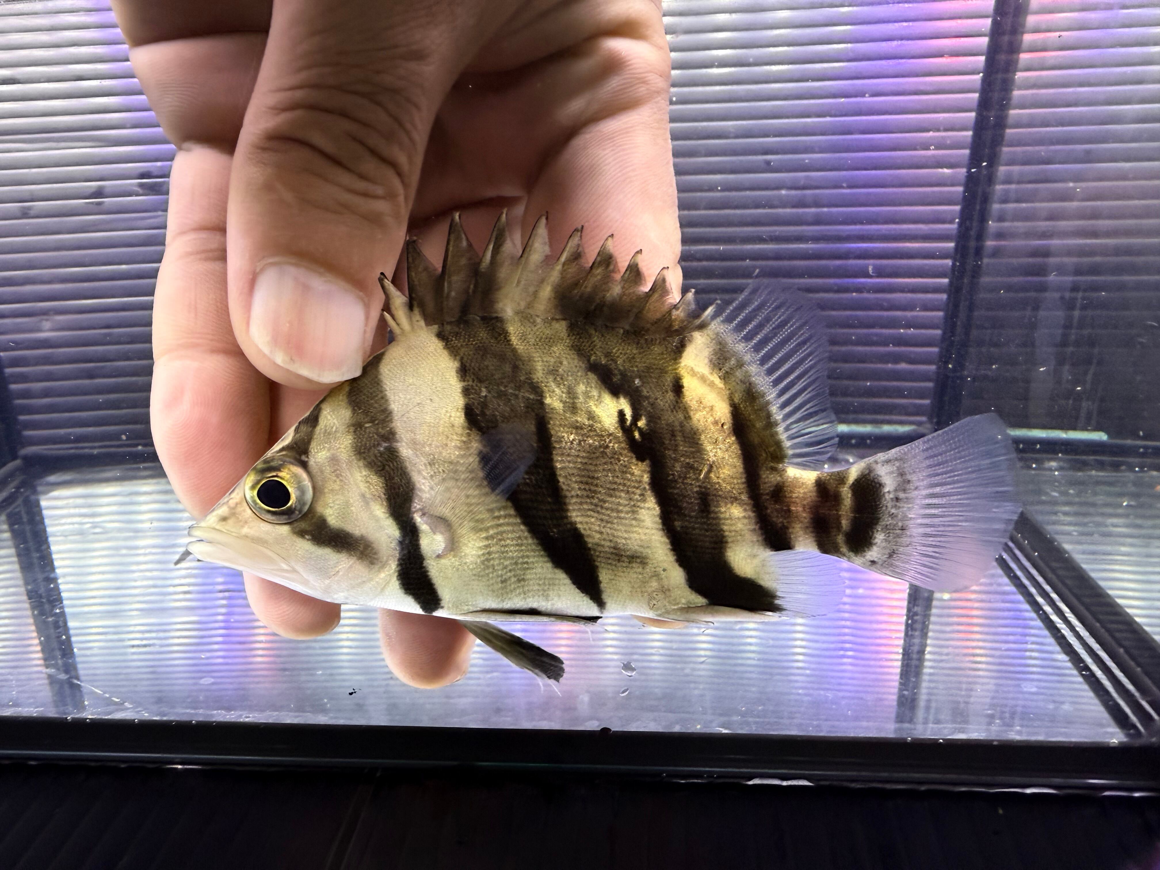 ダトニオ リアルバンド 　 ダトニオリアルバンド 11.5㎝前後 | アクアショップ ビリーケン