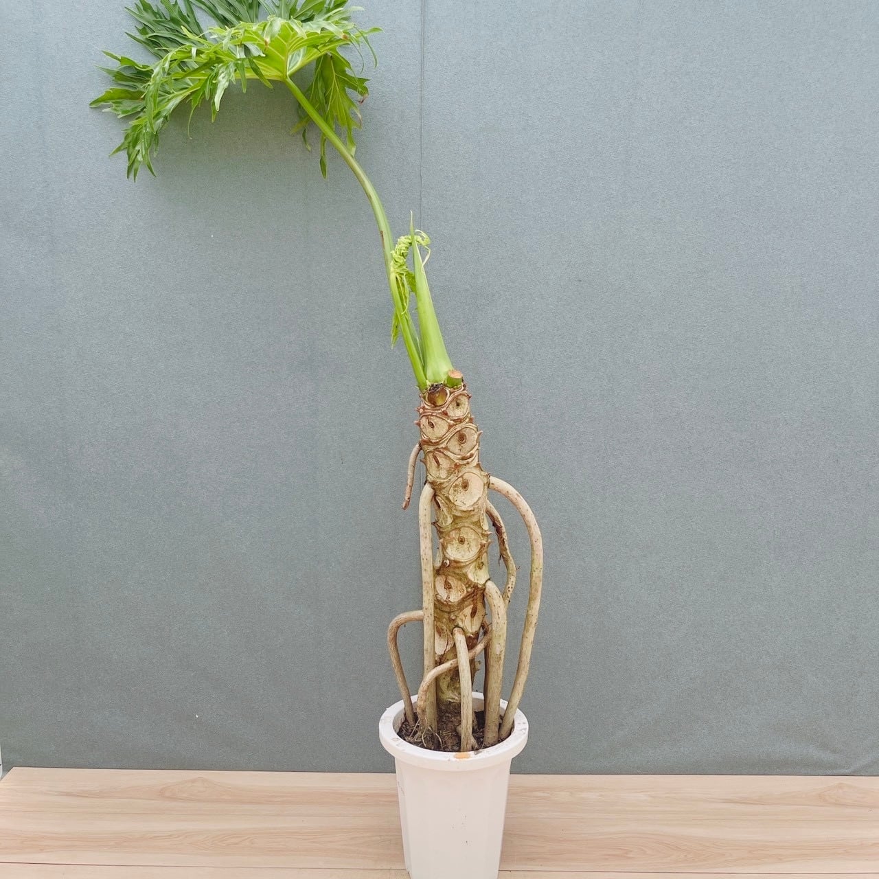 現品］14番 シェフレラ グランディ 曲がり 8号 観葉植物 斑入り 室内