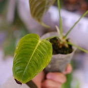 アンスリウム・ベイチー│Anthurium Veitchii③│観葉植物