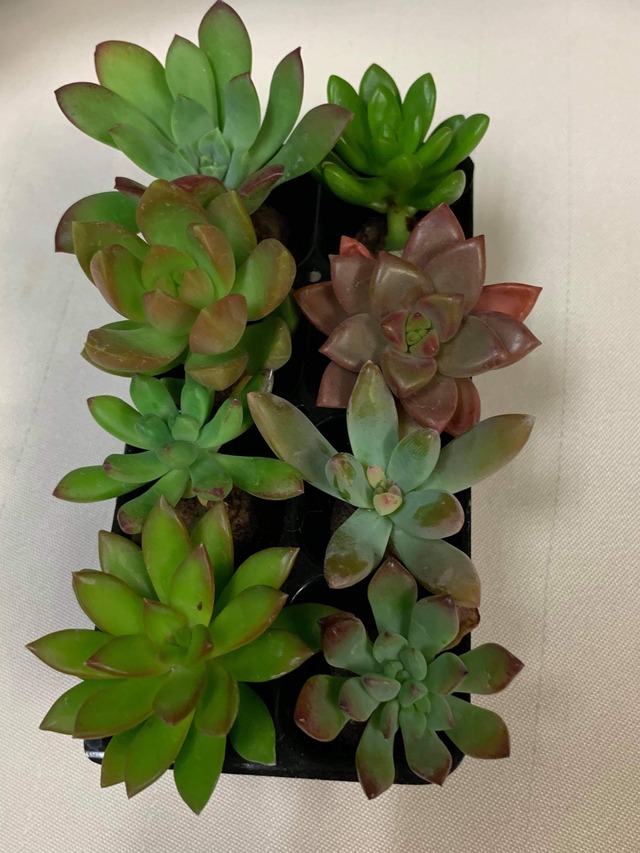 多肉植物寄せ植えセット8個 グリーンストアクレスト 多肉植物寄せ植えセット8個 グリーンストアクレスト