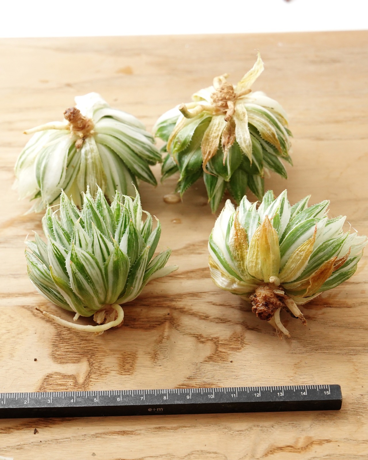 カット苗 ハオルチア 曲水の宴錦 M Haworthia bolusii f.variegata