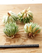カット苗 ハオルチア 曲水の宴錦 M Haworthia bolusii f.variegata