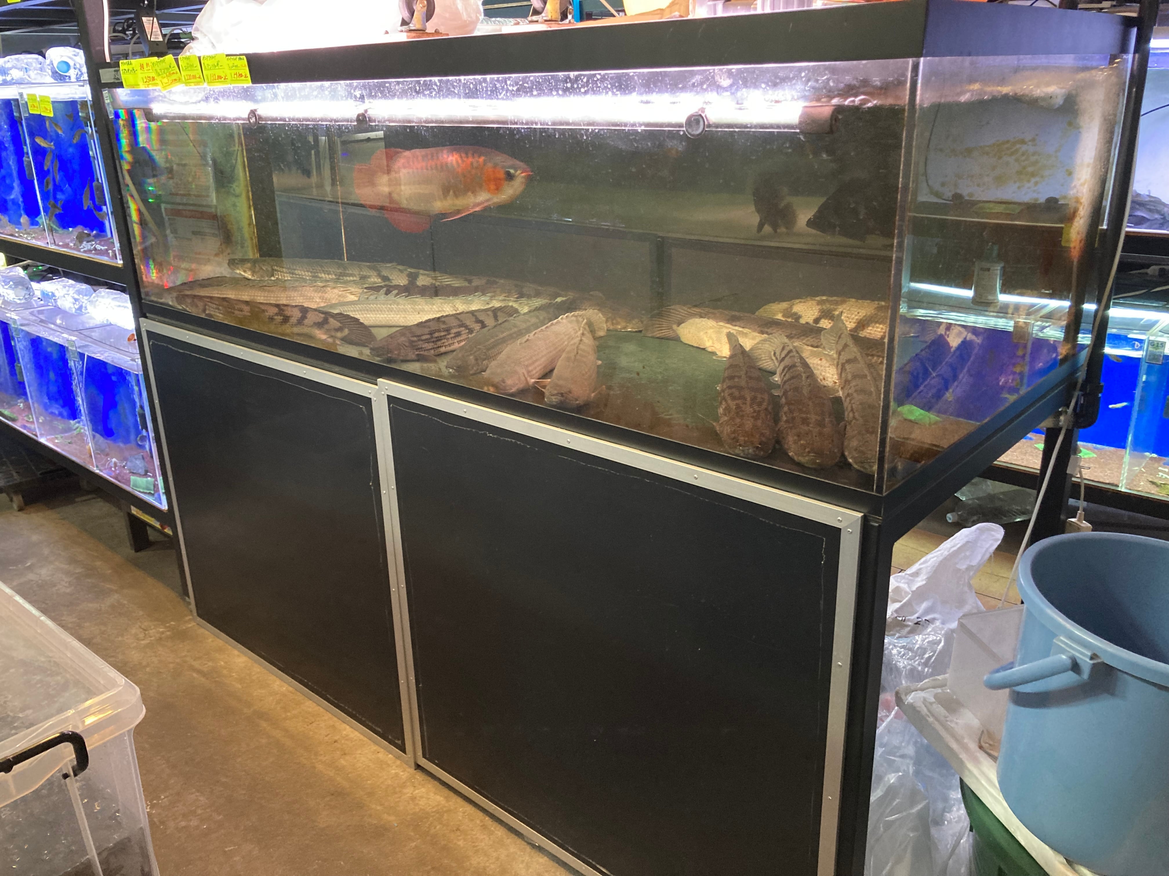 中古水槽 2000✖️900✖️600 カンテツ水槽セット | アクアショップ