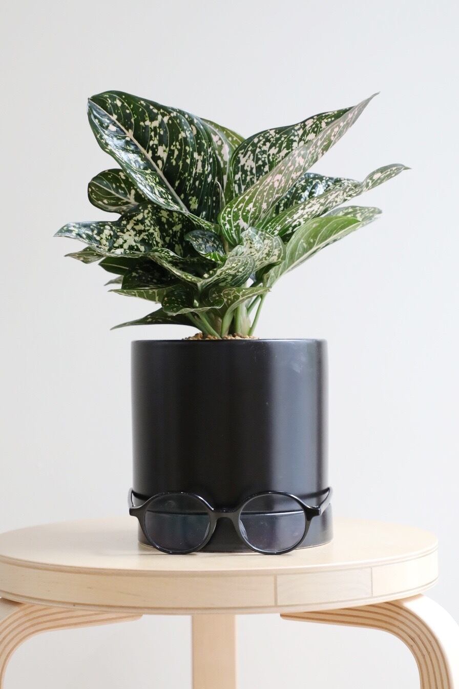 M】アグラオネマ トムズプライド/Aglaonema | 【厳選植物・器】MIDORI