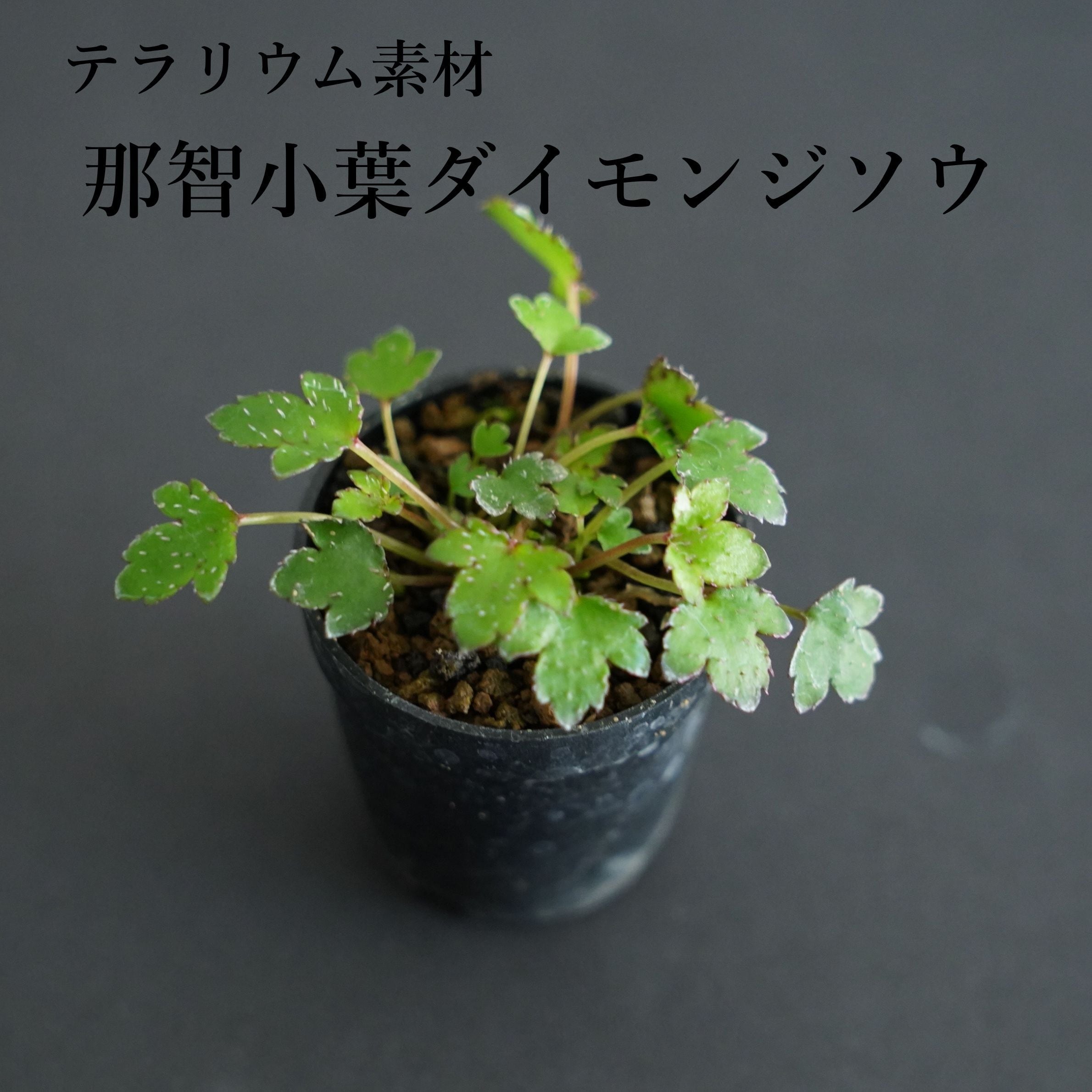 Astrophytum myriostigma アストロフィツム 紅葉ヘキラン 紅葉碧瑠璃