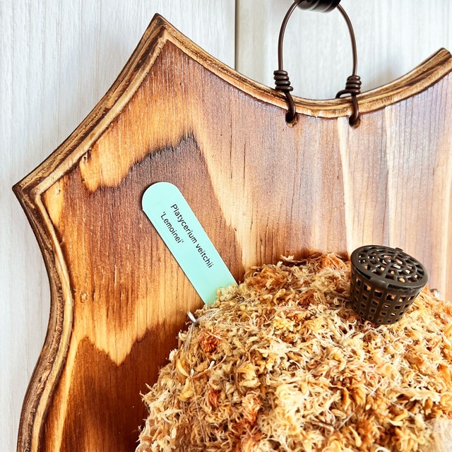 ビカクシダ レモイネイ 板付 【観葉植物 室内 コウモリラン】