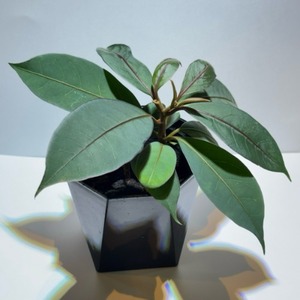 Neea virens 'Blue Ecuador' ニーア・ビレンス・ブルーエクアドル