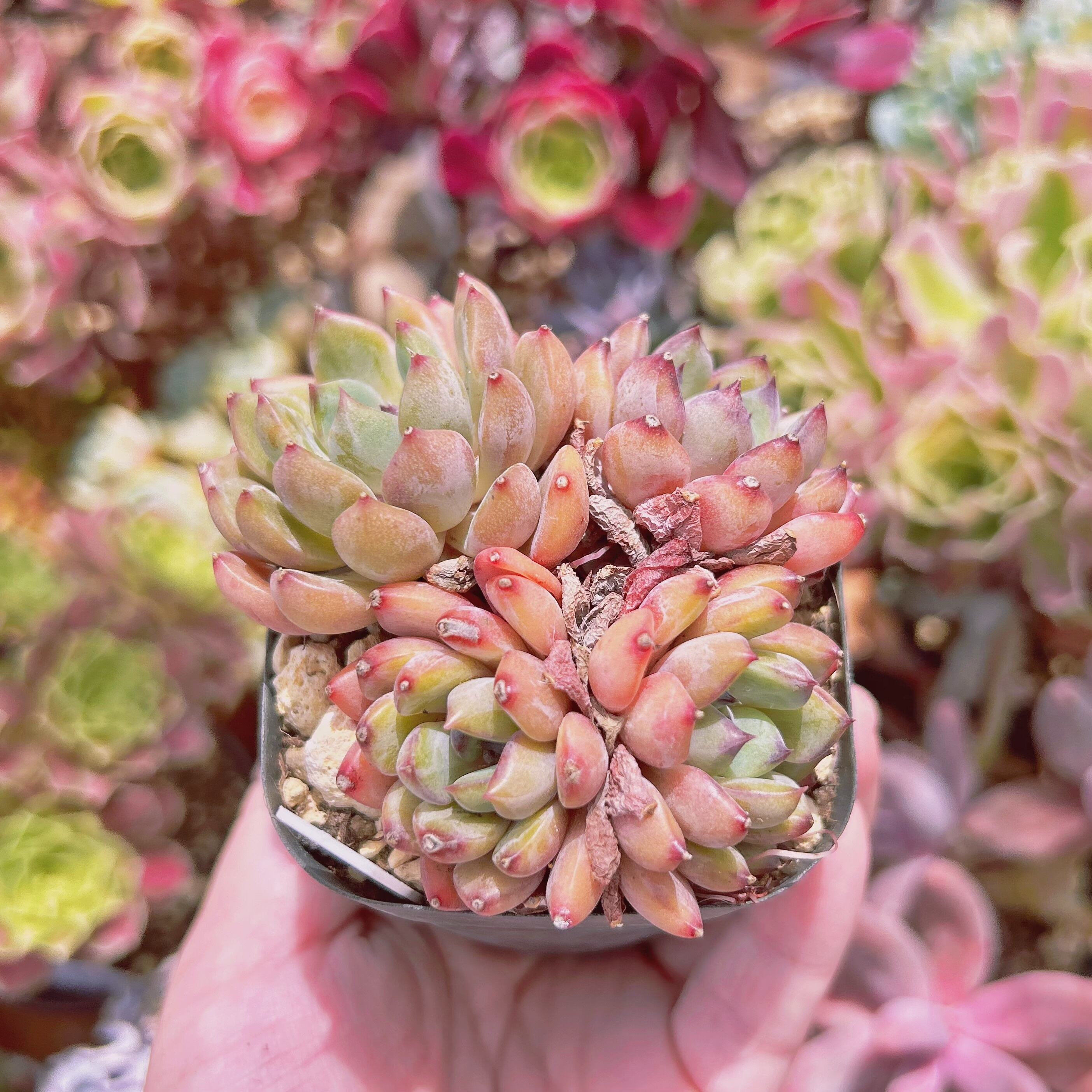 #1135現物　多肉植物　ブラックマンバ　抜き苗