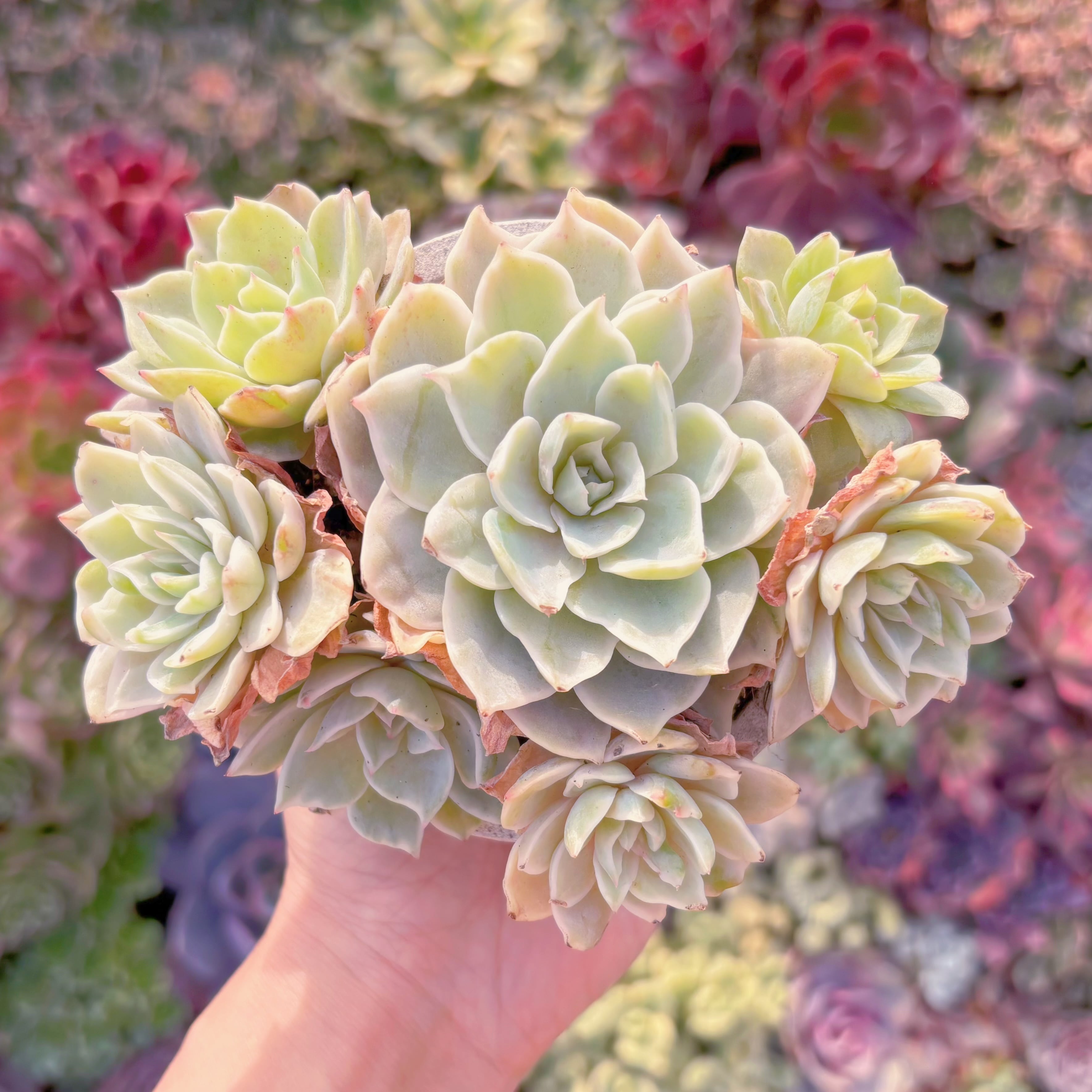 現物 多肉植物 ロンリースター 特大 抜き苗 | PAY ID