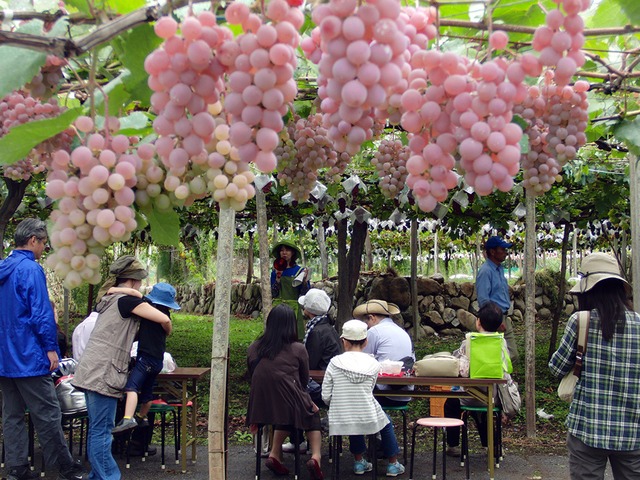 【２回目購入＆メンバー価格】ハーフボトル6本セット・山梨クラフトワインオーナー〈収穫体験＆試食・ワイナリー見学＆試飲〉