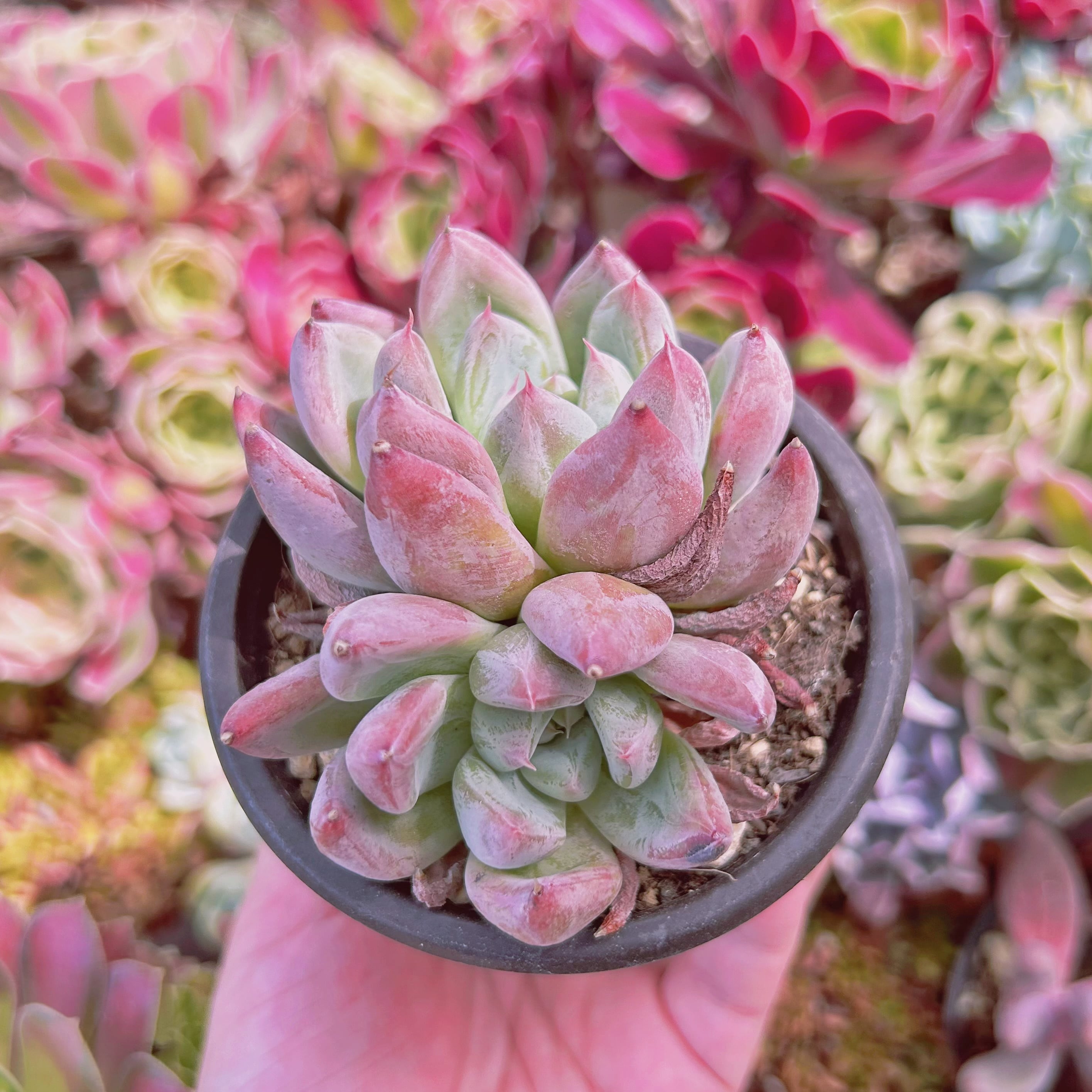 2007現物 多肉植物 桜花 抜き苗 | るる農園~多肉植物専門