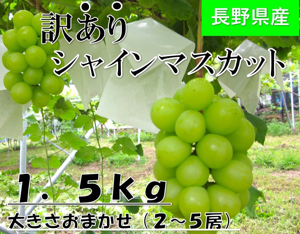 ☆特別商品☆【家庭用】シャインマスカット1.5㎏ | フルーツファーム