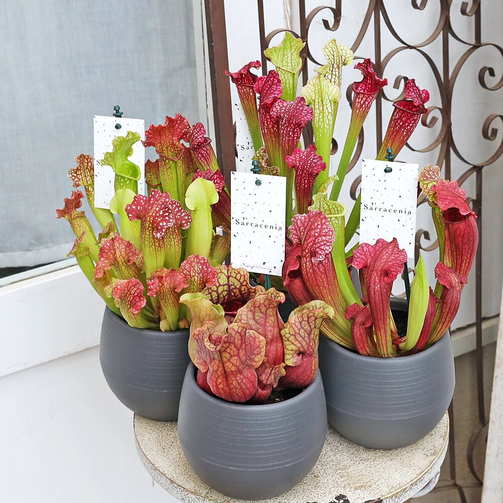 観葉植物 食虫植物 サラセニア 3.5号 レウコフィラ フィラデルフィア