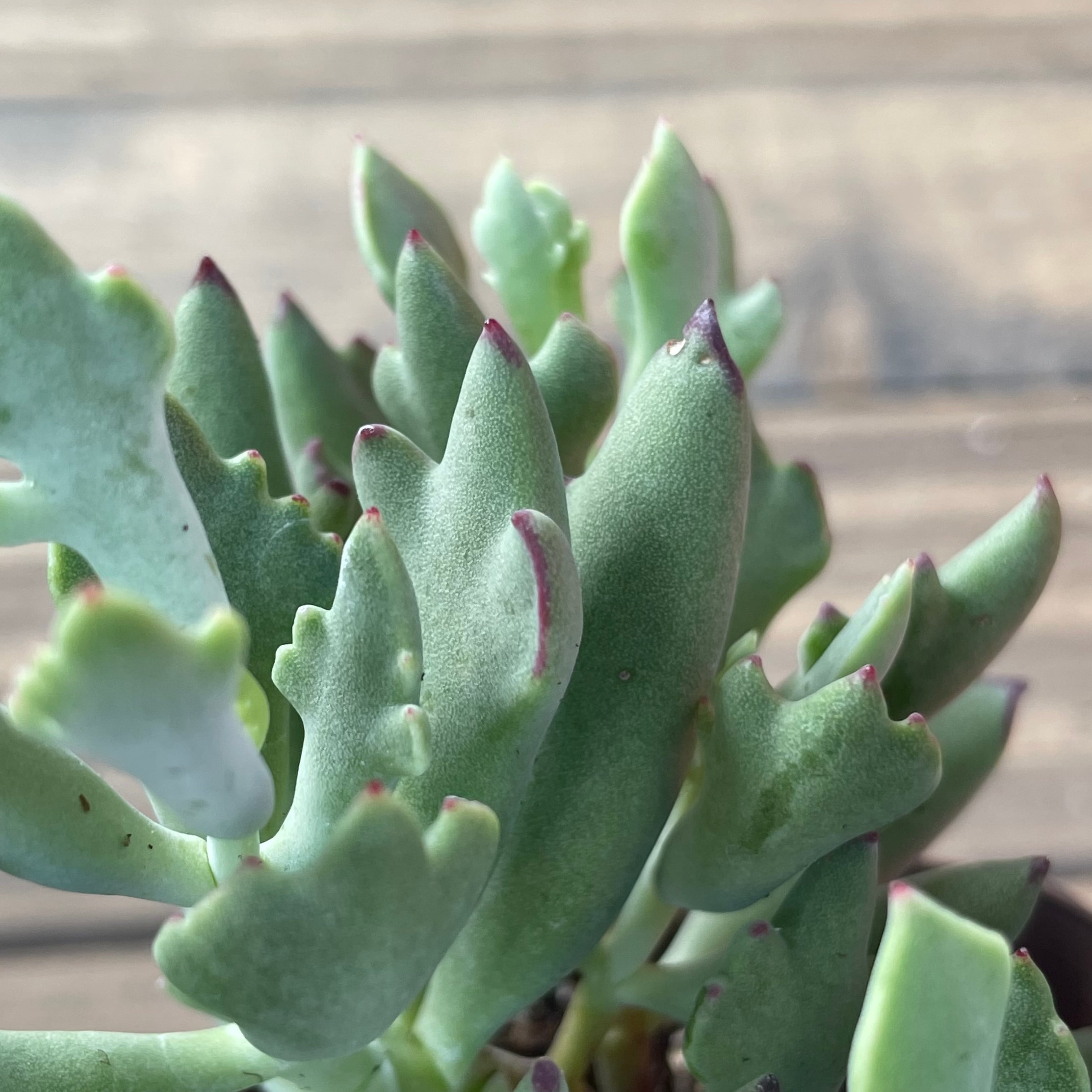 ダンシングクィーン | RuPo 多肉植物専門店