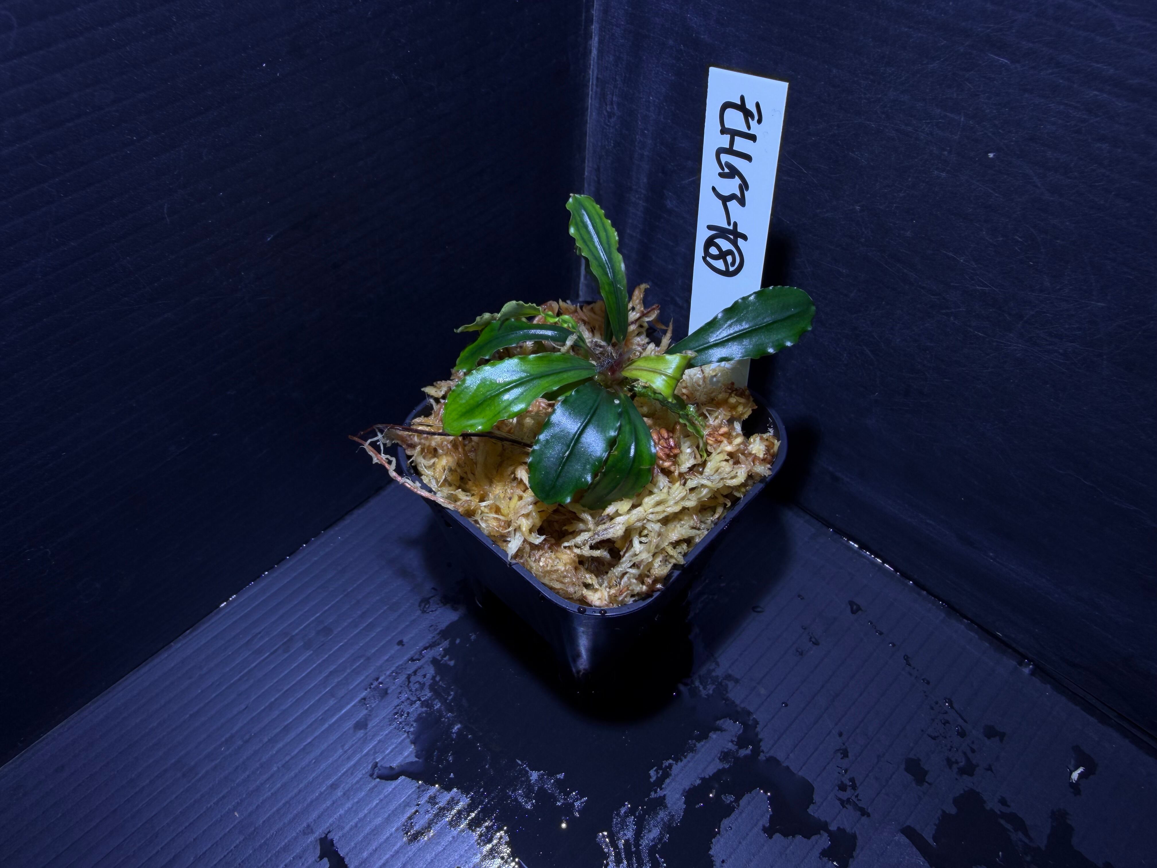 ホマロメナsp. Mamasa Sulawesi カミハタ便 熱帯植物 Homalomena sp. Mamasa 