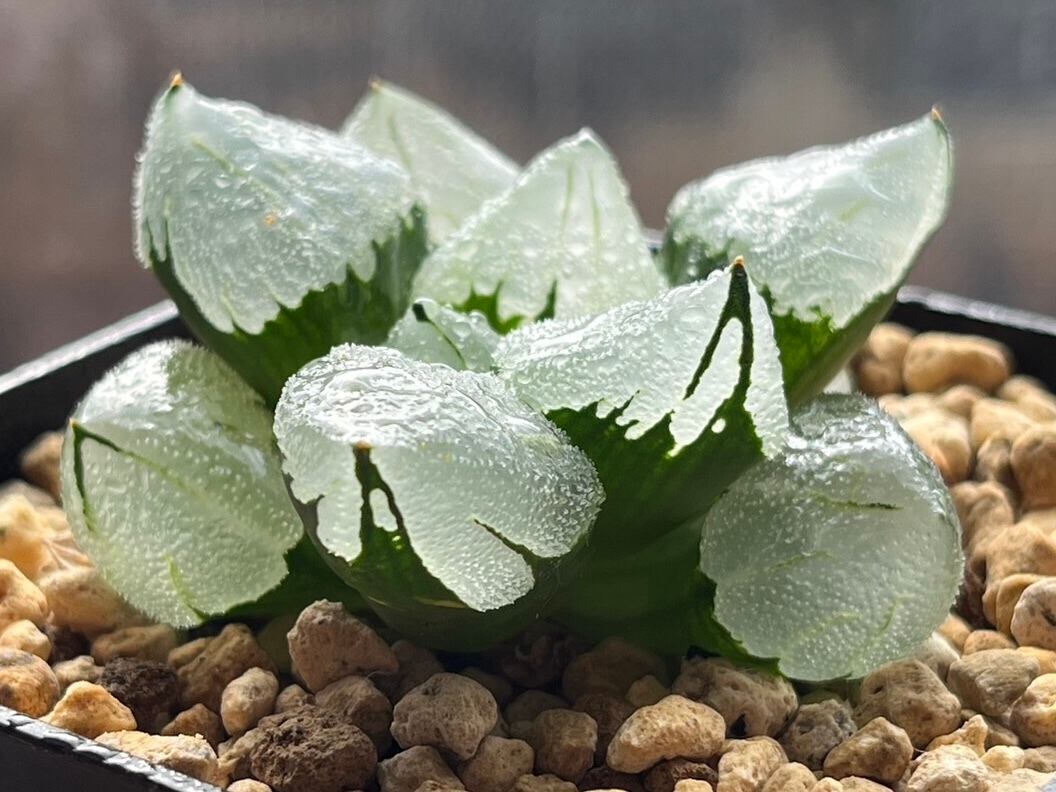 ハオルチア ピグマエアミュータント 実生 特異株③+速達富士通 ACS-71D