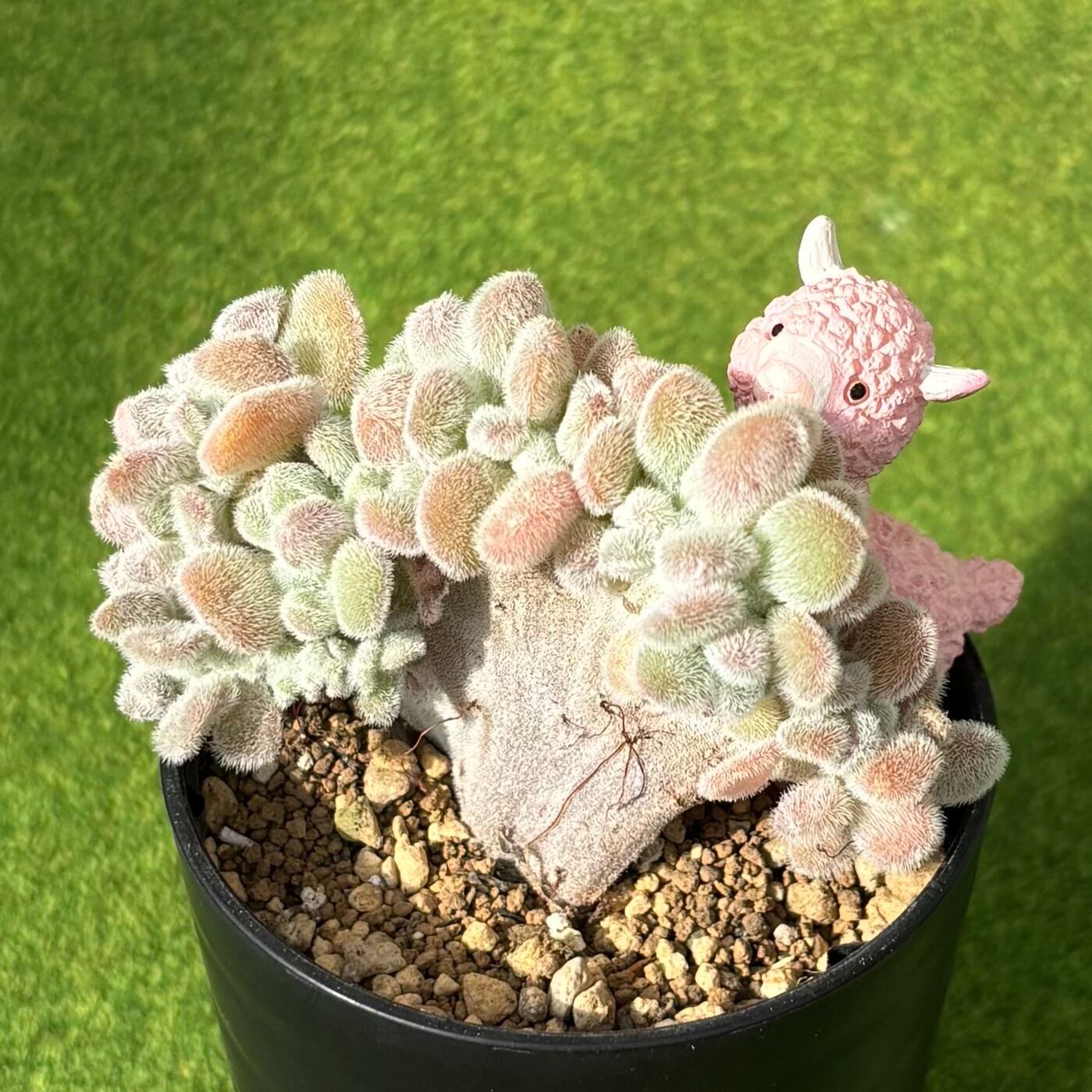 パンジー 綴化③ | 多肉植物 豆彦商店