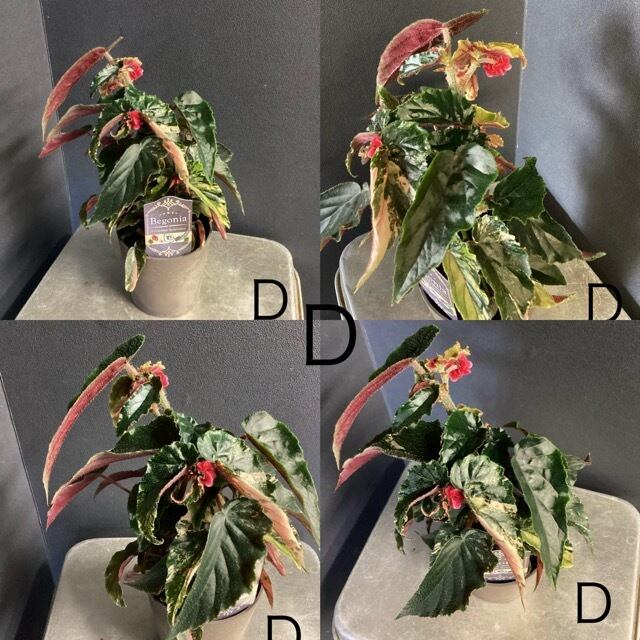 熱帯植物 木立 ベゴニア ジニー銀河 4号観葉植物【おしゃれ オシャレ